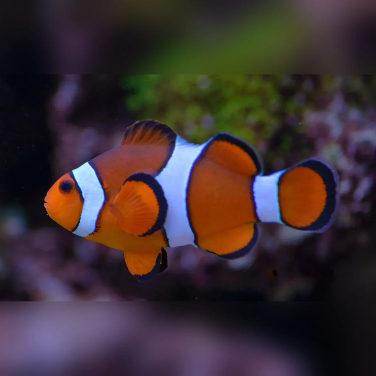 Percula Clownfish (Amphiprion Percula)