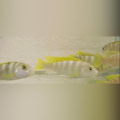 Perlmutt Cichlid (Labidochromis sp. Perlmutt)