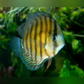 Peru Wild Discus (Symphysodon Aequifasciata)