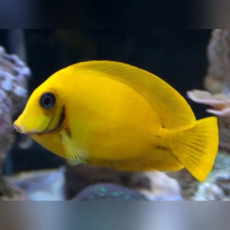 Philippine Yellow Tang (Acanthurus Pyroferus)