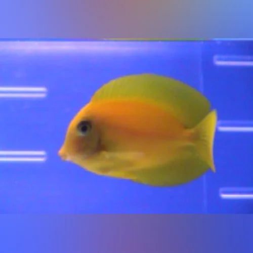 Philippine Yellow Tang (Acanthurus Pyroferus)