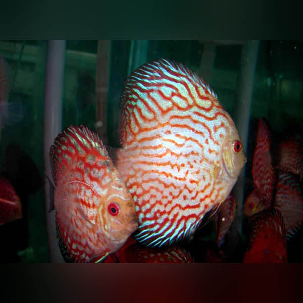 Pigeon Blood Discus (Symphysodon Aequifasciatus)