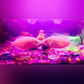 Pink Kissing Gourami (Helostoma Temminckii)