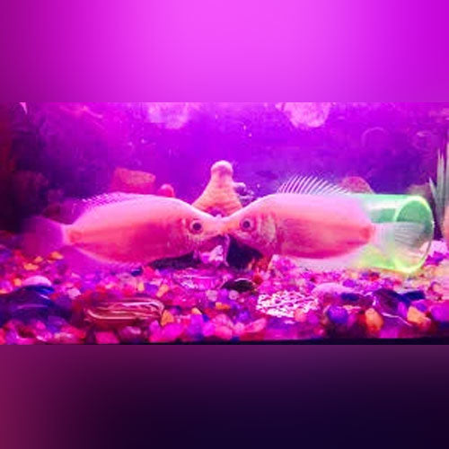 Pink Kissing Gourami (Helostoma Temminckii)