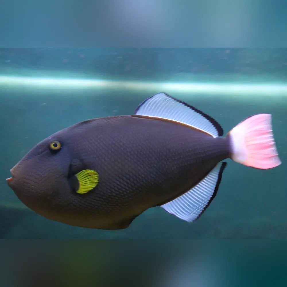 Pinktail Triggerfish (Melichthys Vidua)