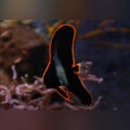 Pinnatus Batfish (Platax Pinnatus)