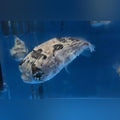 Porcupine Puffer (Diodon Holocanthus)