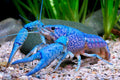 Live Aquarium Blue crayfish