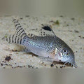 Punctatus Cory (Corydoras Punctatus)