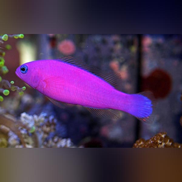 Purple Dottyback (Pseudochromis Porphyreus)