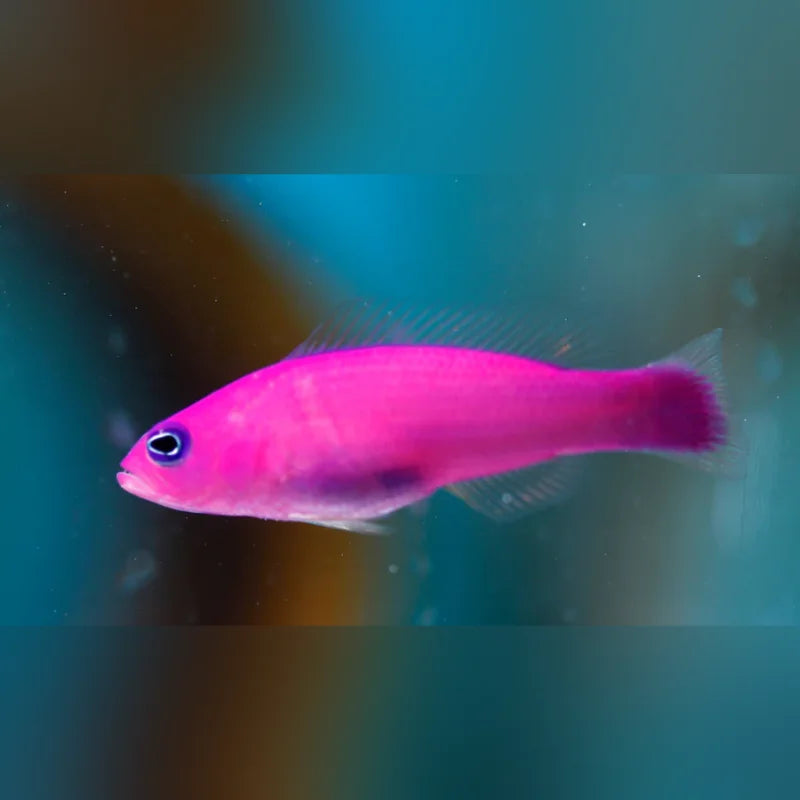 Purple Dottyback (Pseudochromis Porphyreus)