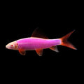 Galactic Purple Glo Shark (Epalzeorhynchus Frenatus)