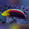Radiant Wrasse (Halichoeres Iridis)