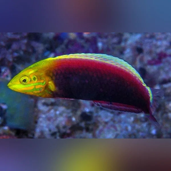 Radiant Wrasse (Halichoeres Iridis)