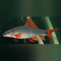 Rainbow Shark (Epalzeorhynchus Frenatus)