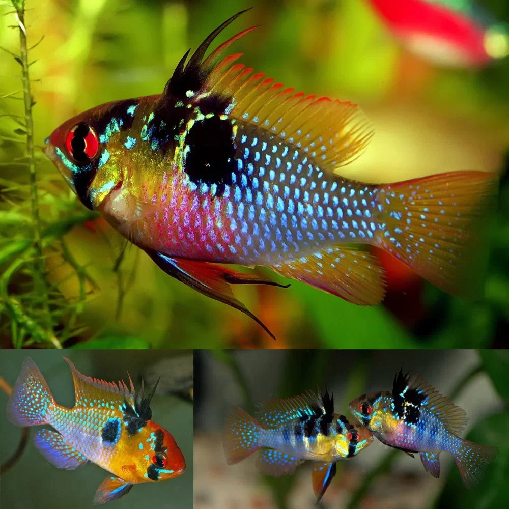 German Blue Rams