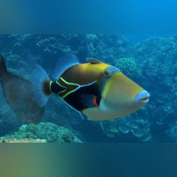 Rectangulus Triggerfish (Rhinecanthus Rectangulus)