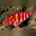 Red Banded Hawkfish (Cirrhitops Fasciatus)