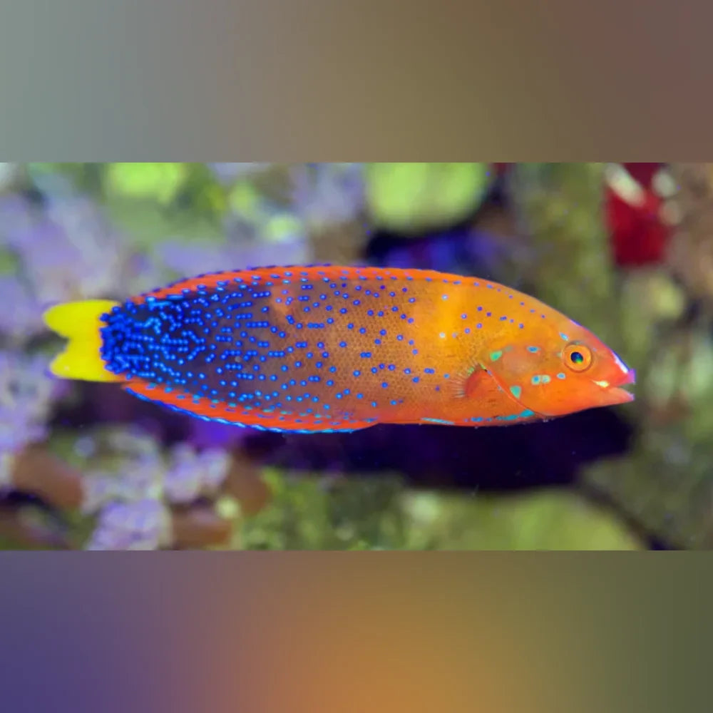 Red Coris Wrasse (Coris Gaimard)