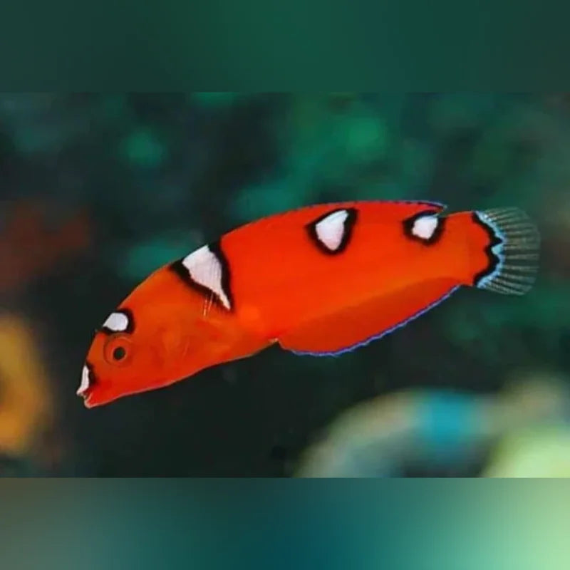 Red Coris Wrasse (Coris Gaimard)