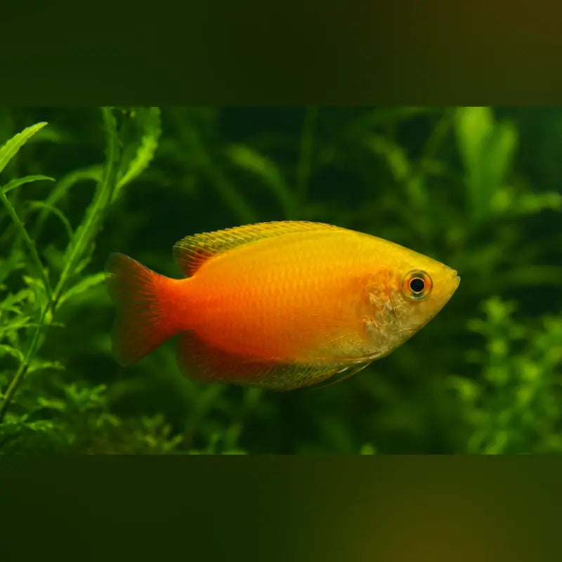 Red Gold Honey Dwarf Gourami (Colisa Chuna)