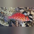 Red Hawkfish (Neocirrhites Armatus)