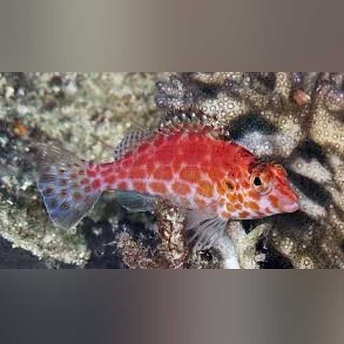 Red Hawkfish (Neocirrhites Armatus)