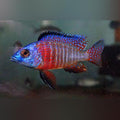 Red Peacock Cichlid (Aulonocara Nyassae)