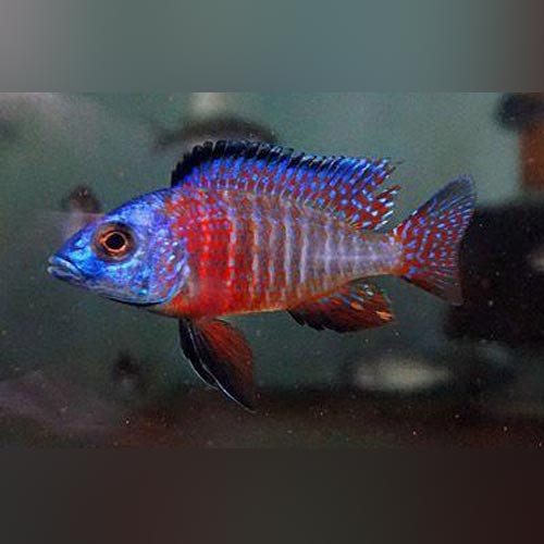 Red Peacock Cichlid (Aulonocara Nyassae)