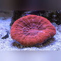 Red Scolymia Coral (Parascolymia Vitiensis)