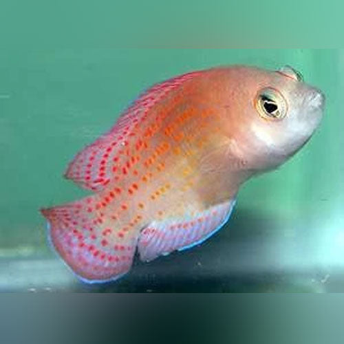 Red Spot Dottyback (Pseudochromis sp)