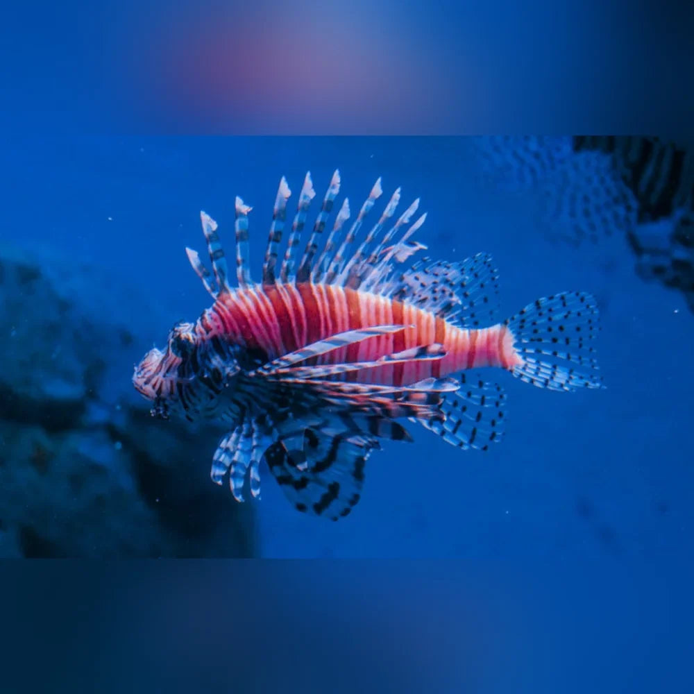 Volitan Lionfish (Pterois Volitans)