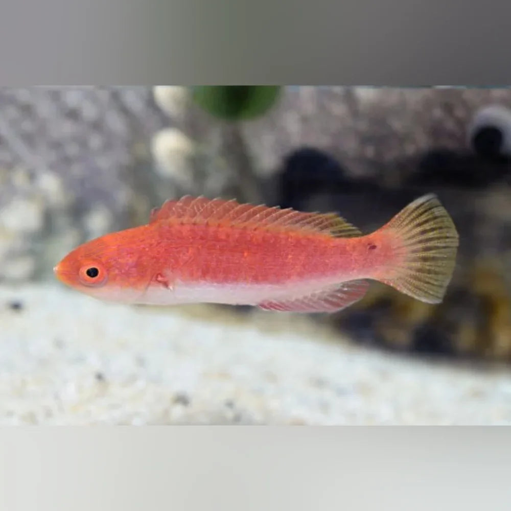 Redfin Fairy Wrasse (Cirrhilabrus Rubripinnis)