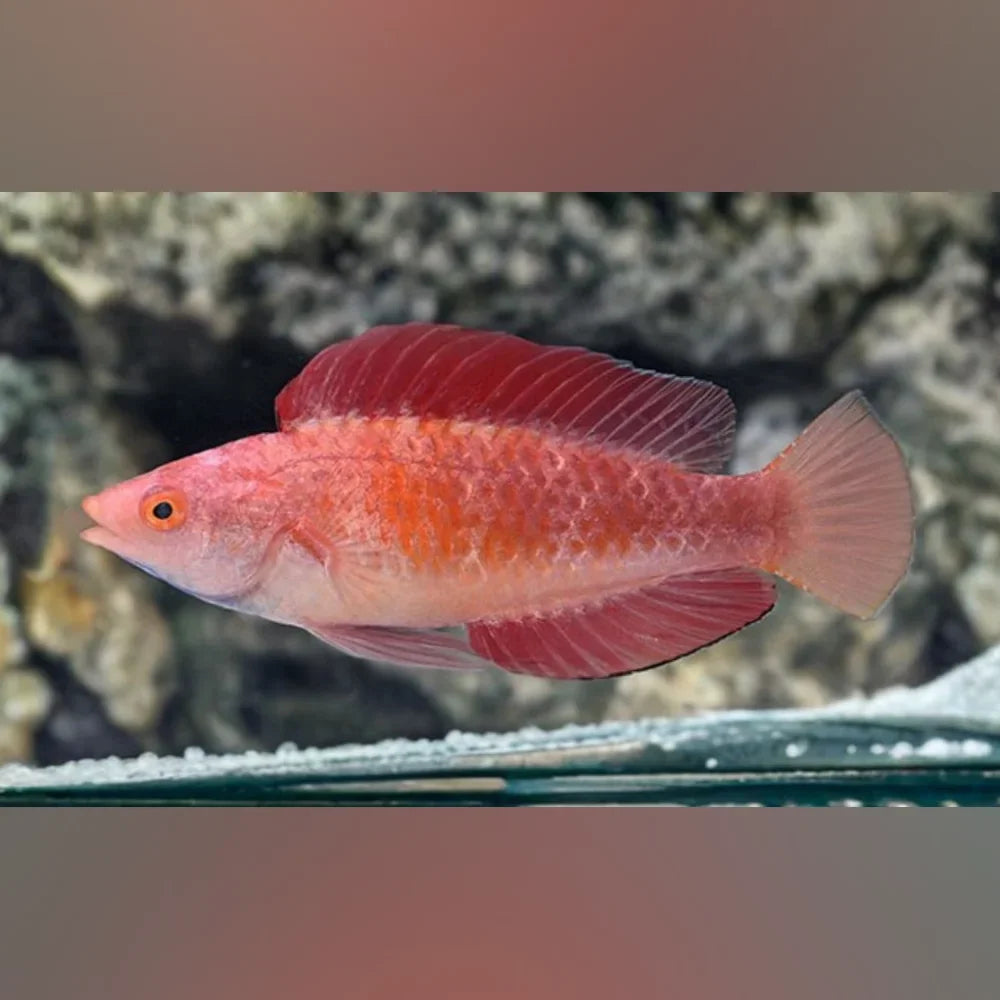 Redfin Fairy Wrasse (Cirrhilabrus Rubripinnis)