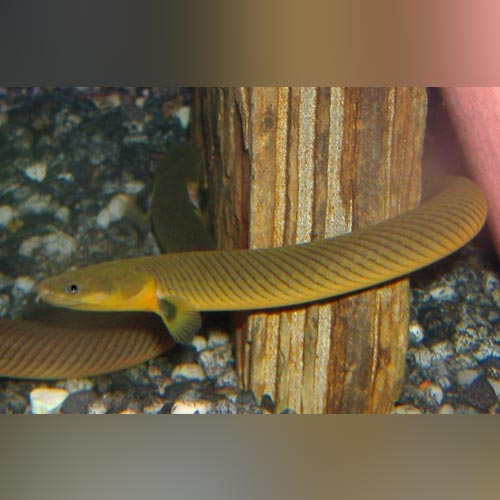 African Rope Fish (Erpetoichthys Calabaricus)