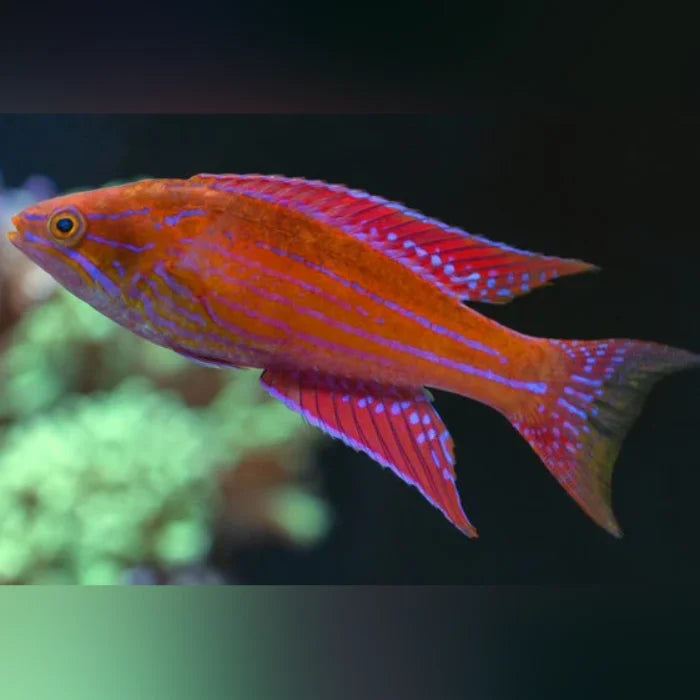 Royal Flasher Wrasse (Paracheilinus Angulatus)