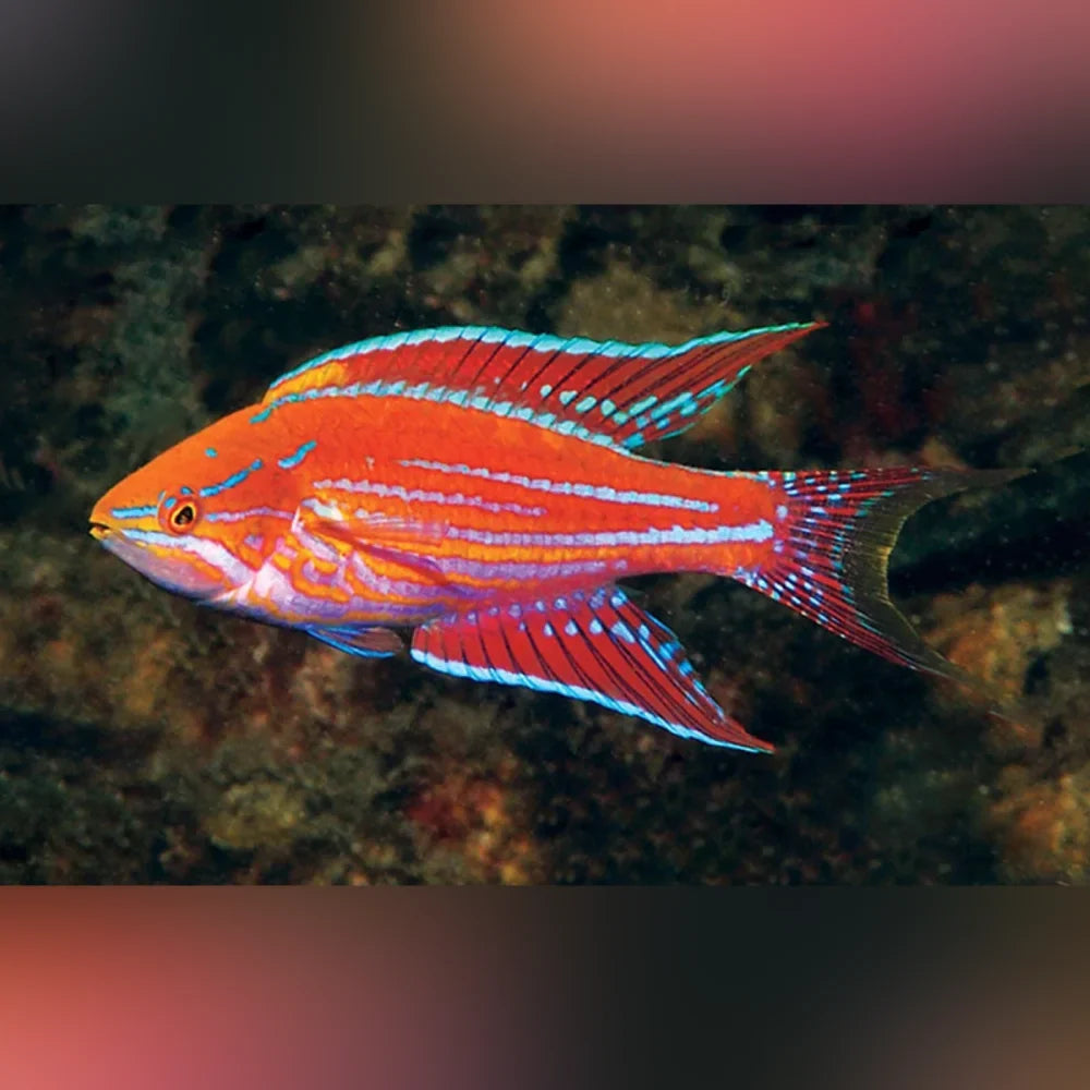 Royal Flasher Wrasse (Paracheilinus Angulatus)