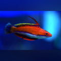Ruby Longfin Fairy Wrasse (Cirrhilabrus Rubriventralis)