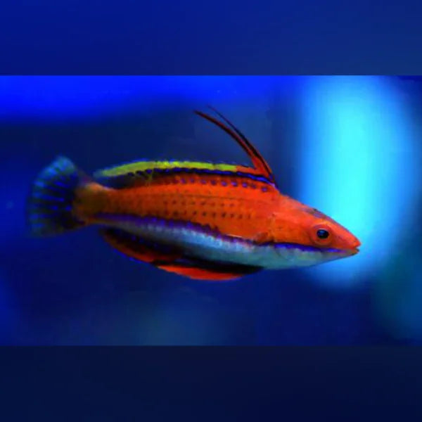 Ruby Longfin Fairy Wrasse (Cirrhilabrus Rubriventralis)