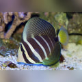 Sailfin Tang (Zebrasoma Veliferum)
