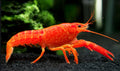 Live Aquarium Orange Crayfish