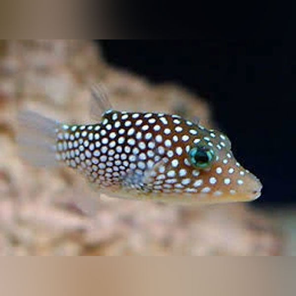 Sharp Nose White Spot Puffer (Canthigaster Jactator)