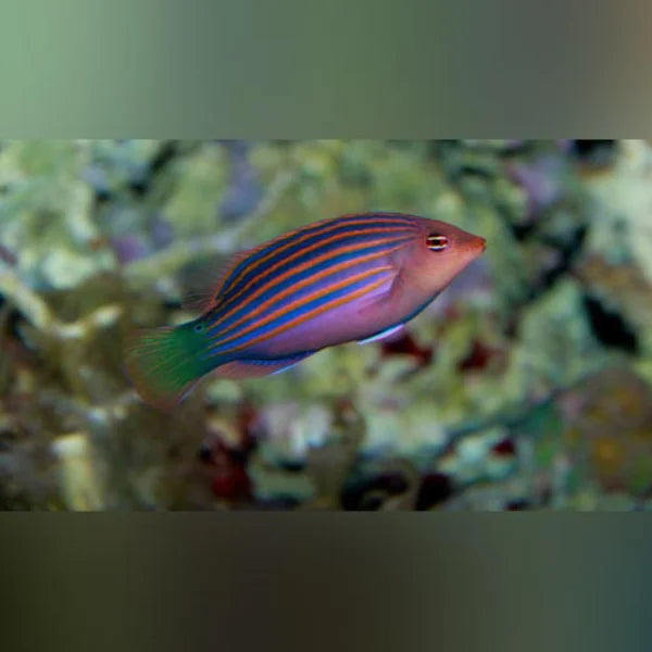 Six Line Wrasse (Pseudocheilinus Hexataenia)