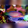 Six Line Wrasse (Pseudocheilinus Hexataenia)