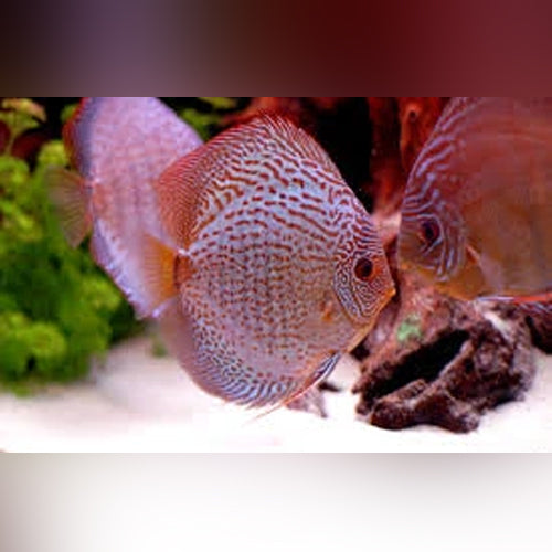 Snakeskin Discus (Symphysodon Aequifasciatus)