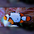 Snow Onyx Clownfish (Amphiprion Ocellaris)