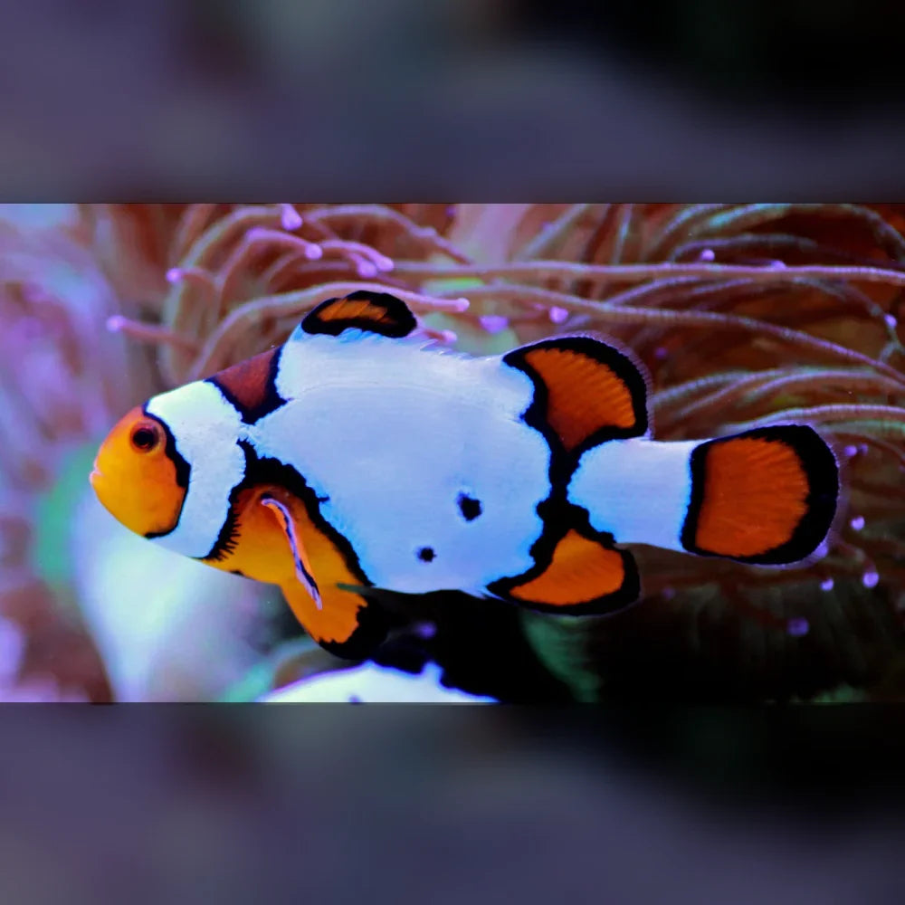 Snow Onyx Clownfish (Amphiprion Ocellaris)