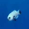 Snow Storm Clownfish (Amphiprion Ocellaris)