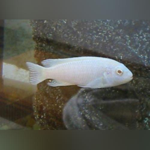 Snow White Cichlid (Pseudotropheus Socolofi)