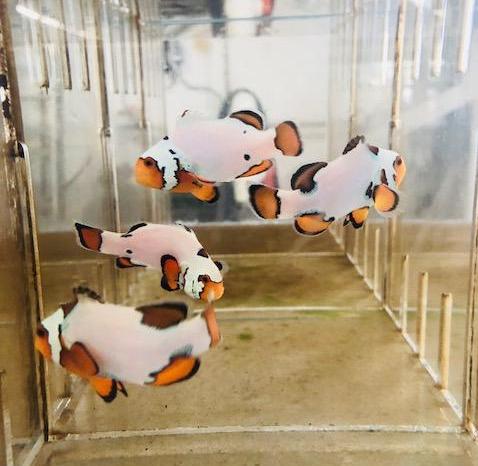Snow Onyx Clownfish (Amphiprion Ocellaris)